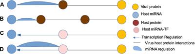 Identification of Novel SARS-CoV-2 Drug Targets by Host MicroRNAs and Transcription Factors Co-regulatory Interaction Network Analysis